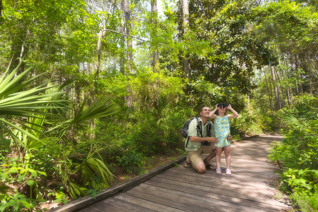 Birding on Dauphin Island, Alabama in the Audubon Bird Sanctuary birding