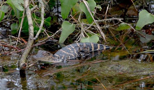 Alligator_Credit_AndrewHaffenden