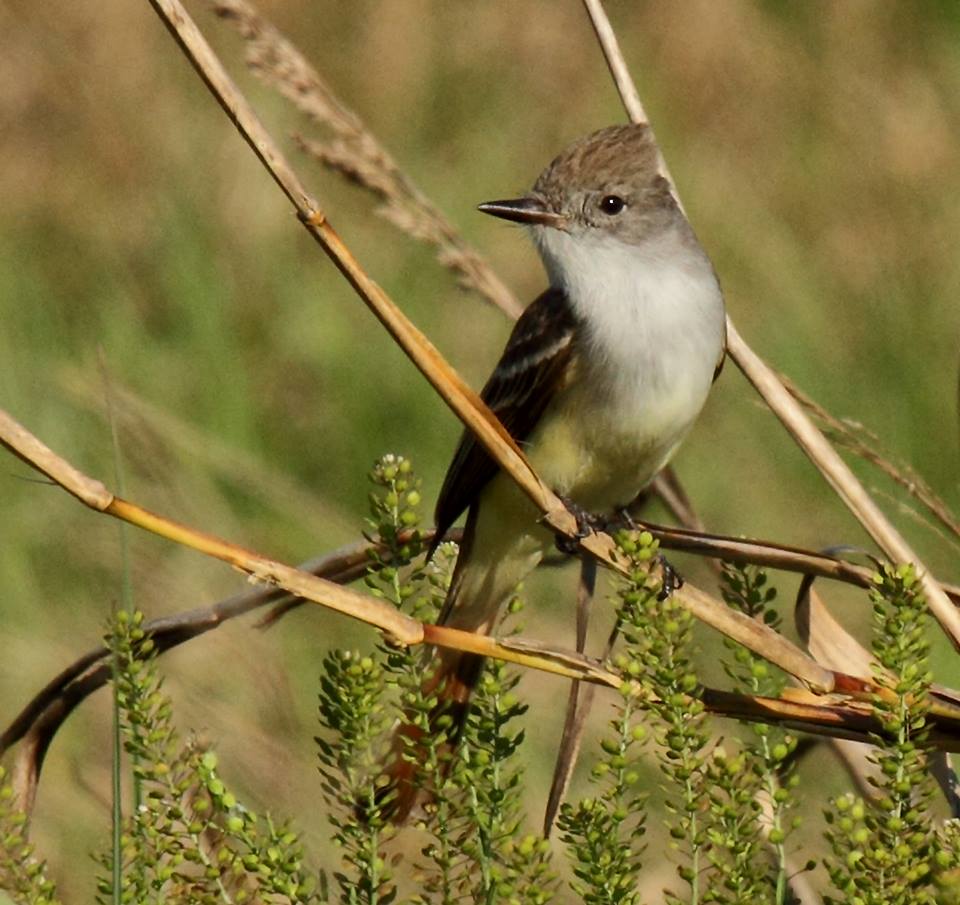 Ash Throated Flycatcher_credit_PatsyRusso