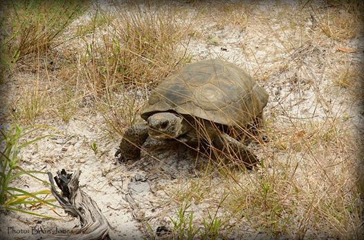 Gopher Tortoise_Credit_BrainJones
