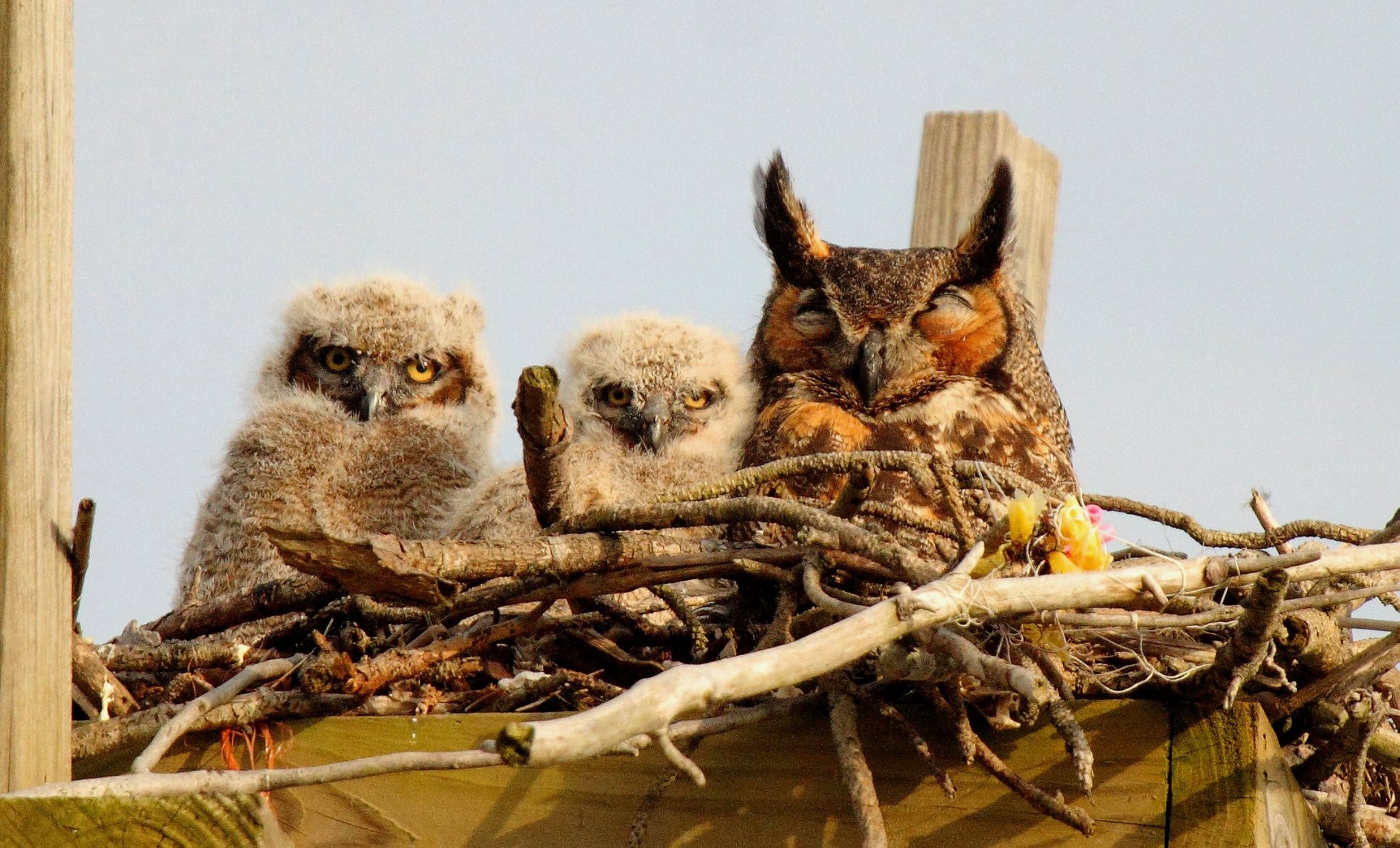 Great Horned Owl_P.Russo